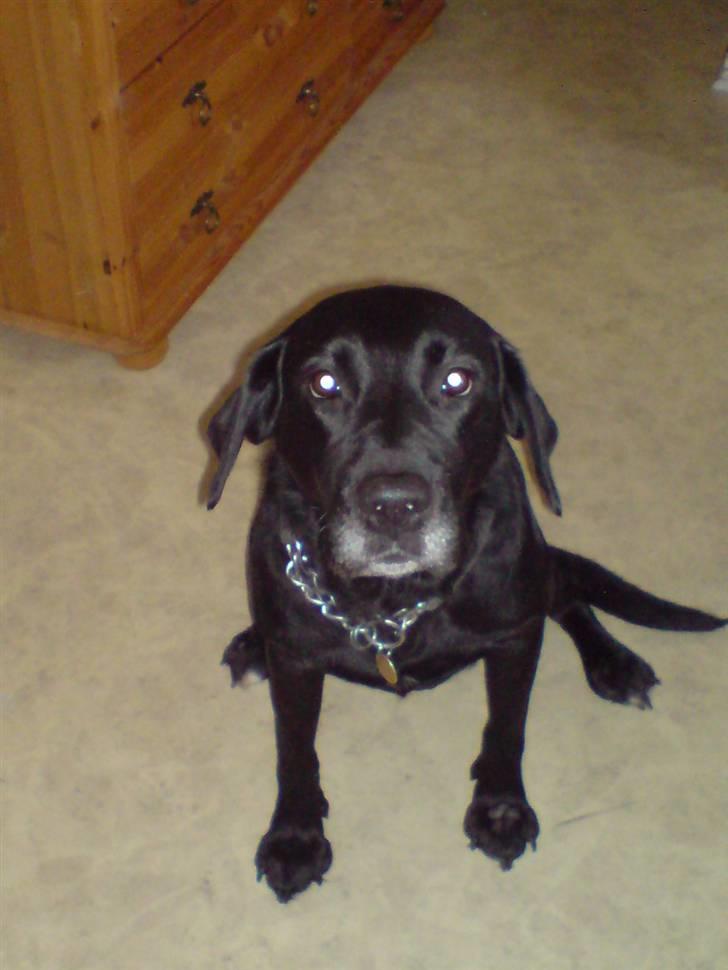 Labrador retriever Mollie *R.I.P* 27-12-2007 billede 1