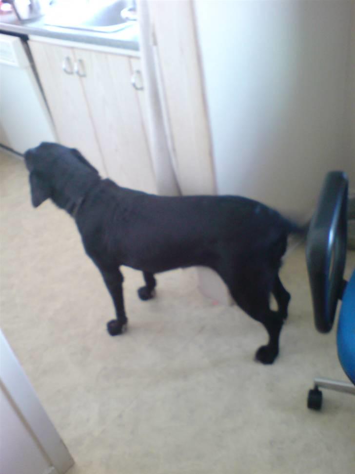 Labrador retriever Mollie *R.I.P* 27-12-2007 billede 2