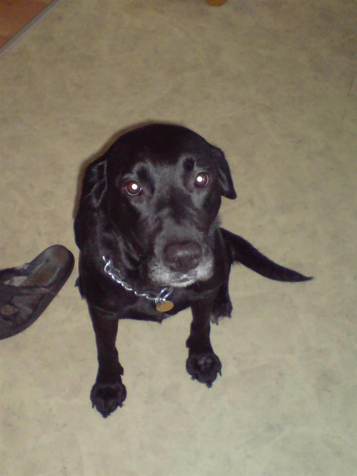 Labrador retriever Mollie *R.I.P* 27-12-2007 billede 3