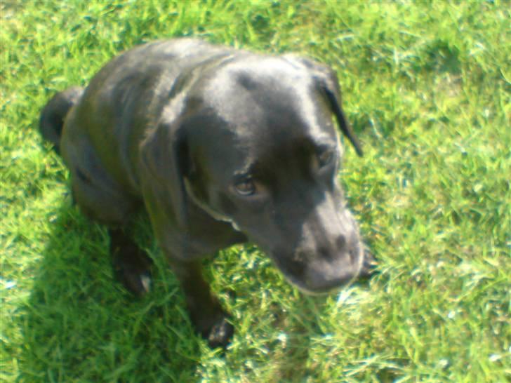 Labrador retriever Mollie *R.I.P* 27-12-2007 billede 4