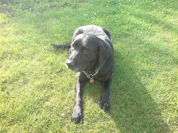 Labrador retriever Mollie *R.I.P* 27-12-2007 billede 5