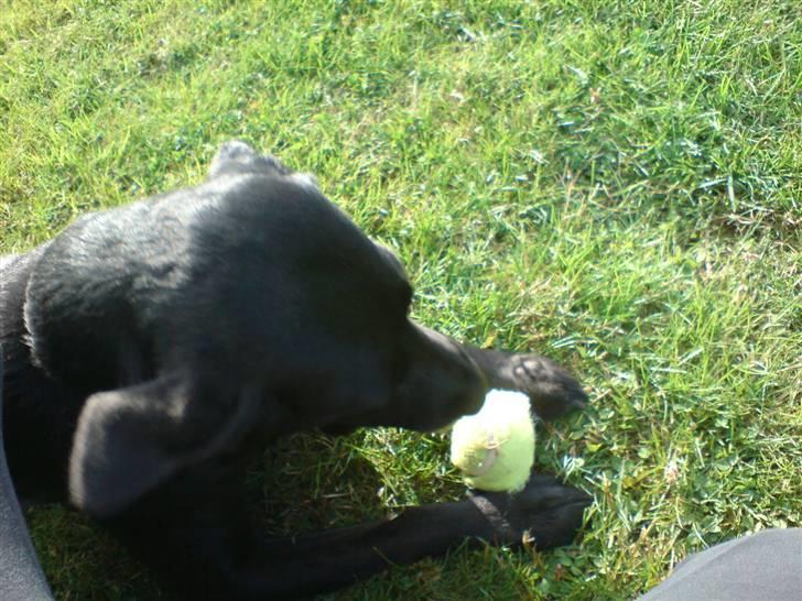 Labrador retriever Mollie *R.I.P* 27-12-2007 billede 6