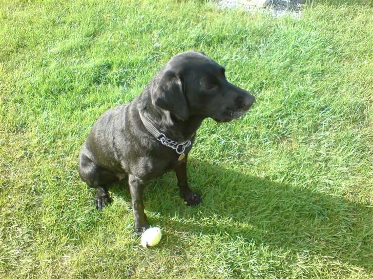 Labrador retriever Mollie *R.I.P* 27-12-2007 billede 7