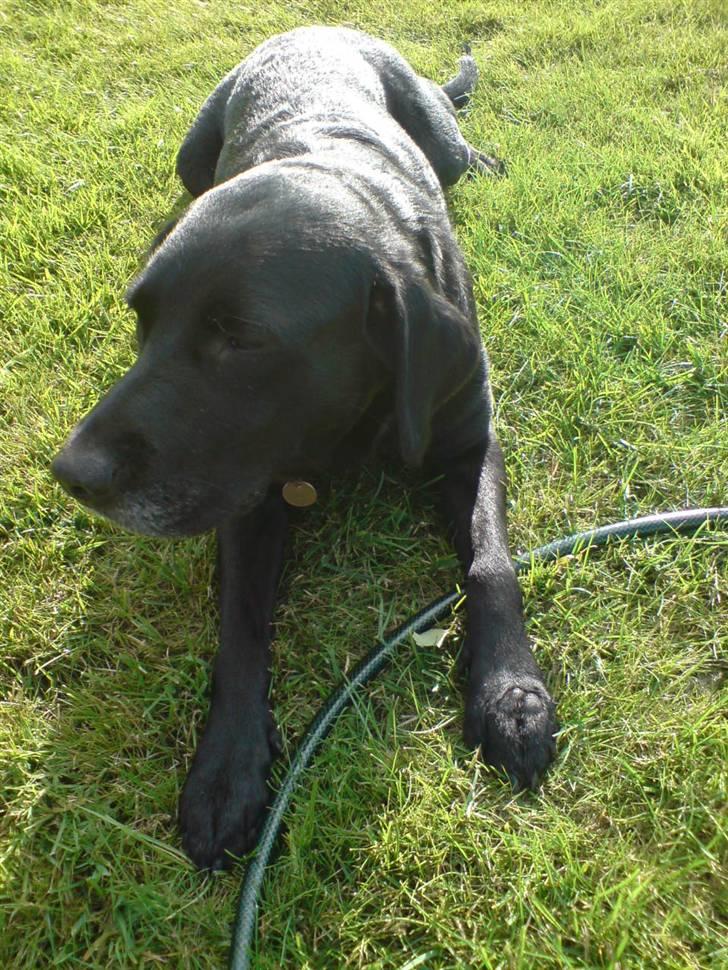 Labrador retriever Mollie *R.I.P* 27-12-2007 billede 8