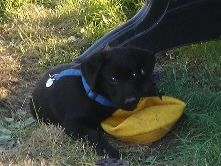 Labrador retriever Covie - Min elskede, ødelagte gule "bold" kan intet slå! :D Jeg render gerne og hopper rundt med den, når jeg ikke ligger, og destruerer den. ^^, billede 9