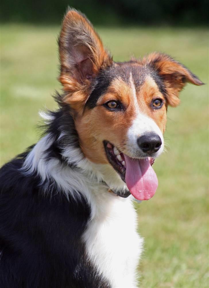 Border collie Crocodile Dundee "Dundee" - RIP - Dundee (Billedet er taget af Gitte fra Schnauzerpower.dk) billede 2