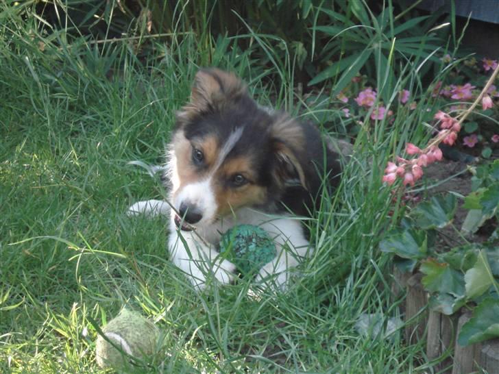 Border collie Crocodile Dundee "Dundee" - RIP billede 4