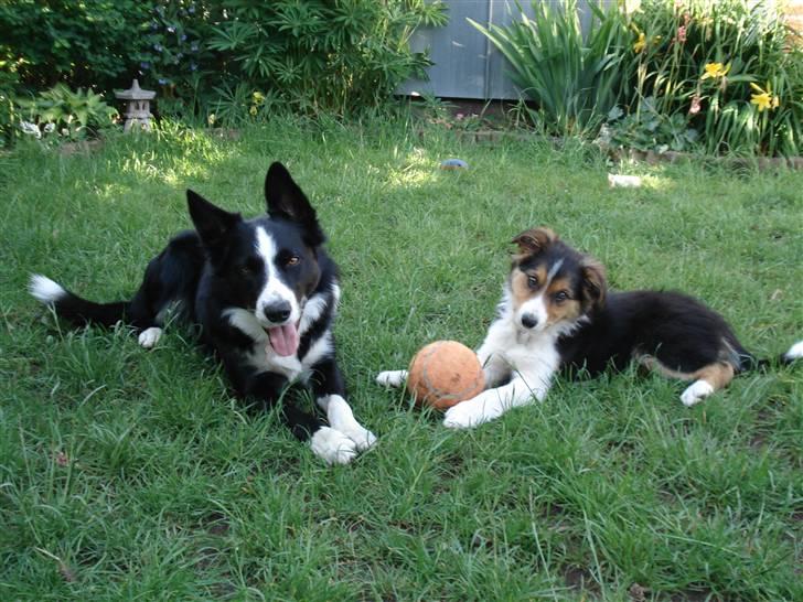 Border collie Crocodile Dundee "Dundee" - RIP - Dundee og "storebror" Indi billede 5