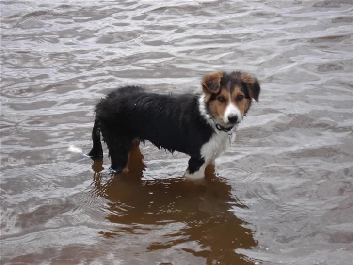 Border collie Crocodile Dundee "Dundee" - RIP - Så er vi ude og bade for første gang billede 6