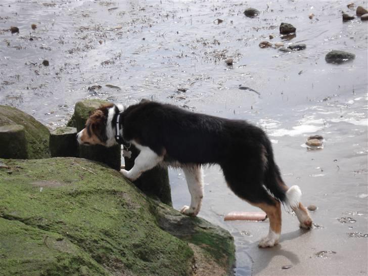 Border collie Crocodile Dundee "Dundee" - RIP billede 7