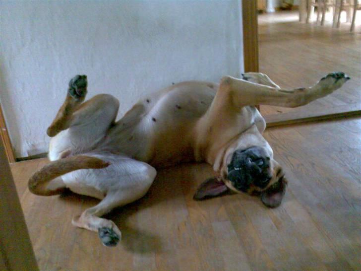 Blanding af racer Nala billede 1