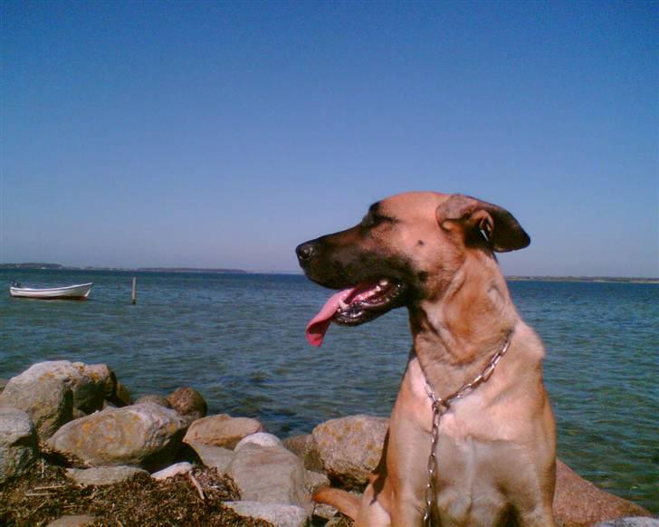 Blanding af racer Nala billede 2