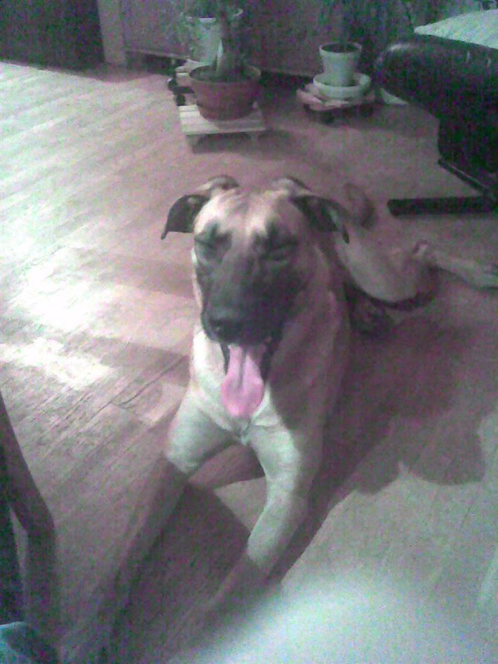 Blanding af racer Nala billede 3