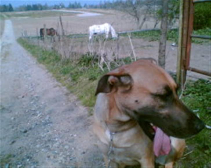 Blanding af racer Nala billede 4