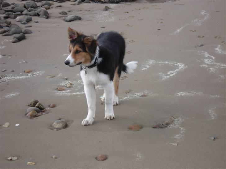 Border collie Crocodile Dundee "Dundee" - RIP billede 8