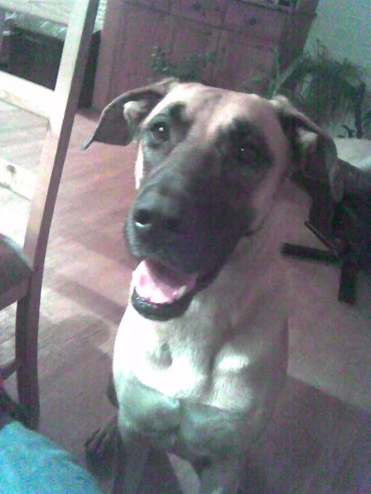 Blanding af racer Nala billede 5