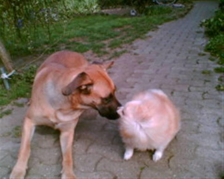 Blanding af racer Nala billede 6