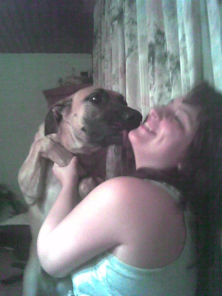 Blanding af racer Nala billede 7