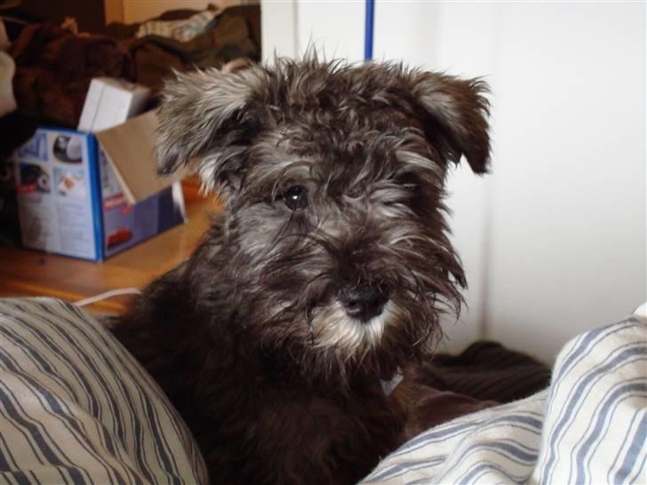 Dvaergschnauzer Olfert billede 10