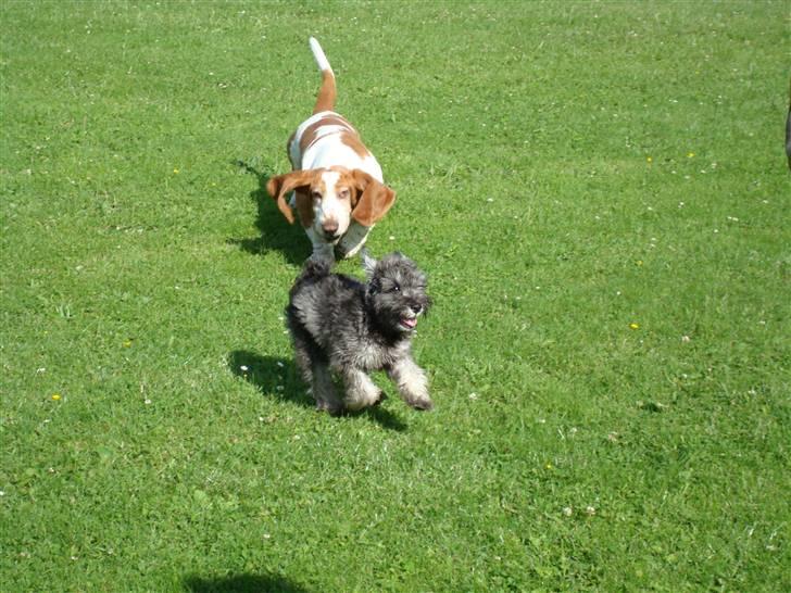 Dvaergschnauzer Olfert billede 11