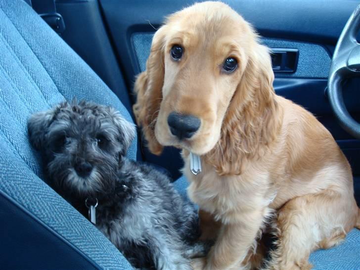 Dvaergschnauzer Olfert billede 12