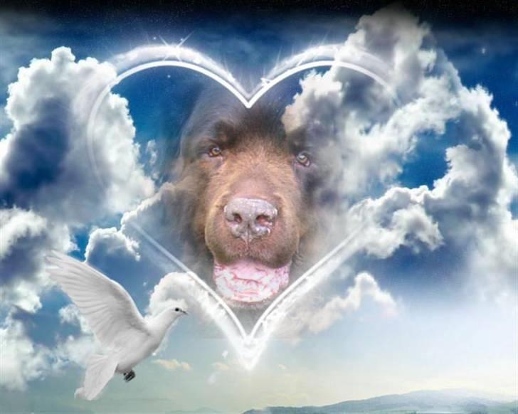 Newfoundlænder Anton  R.I.P. billede 1