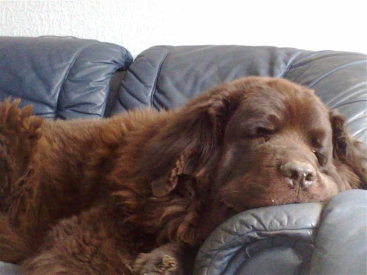 Newfoundlænder Anton  R.I.P. billede 2