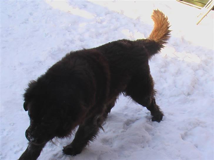 Newfoundlænder Anton  R.I.P. billede 3