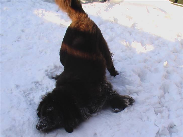 Newfoundlænder Anton  R.I.P. billede 4