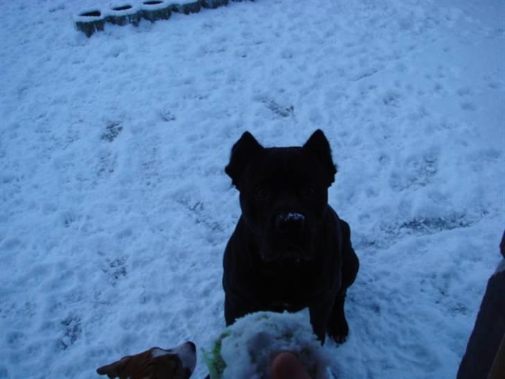 Cane corso Tyson - kast nu den snebold...!! billede 11