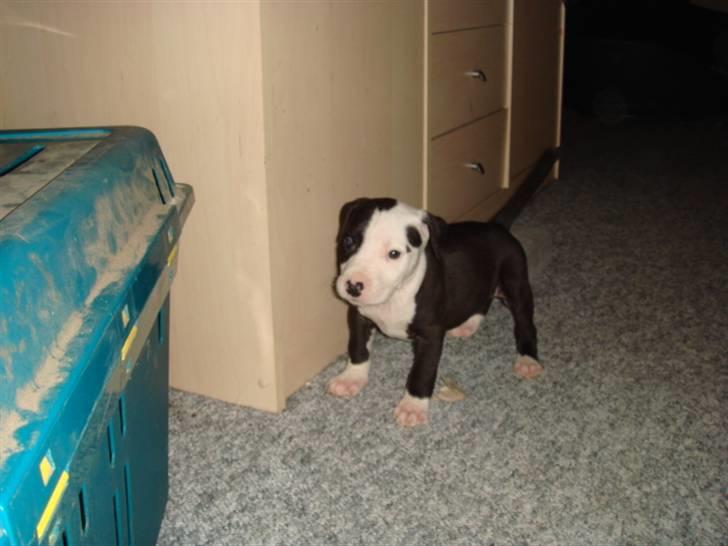 Amerikansk staffordshire terrier Djengis - djengis´s bror som helt helt lille... billede 19