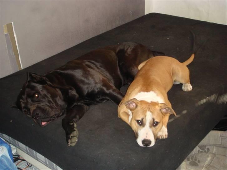 Amerikansk staffordshire terrier Djengis billede 20