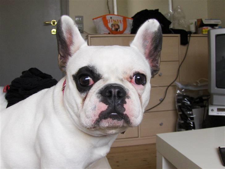 Fransk bulldog Fie billede 1