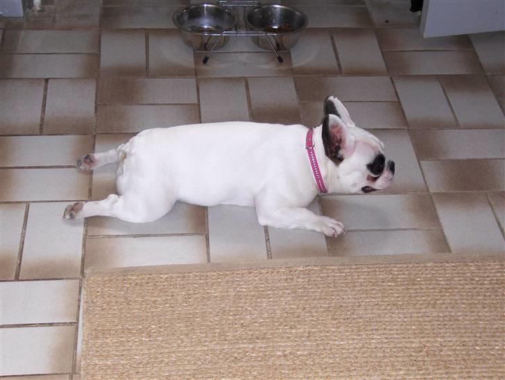 Fransk bulldog Fie billede 2