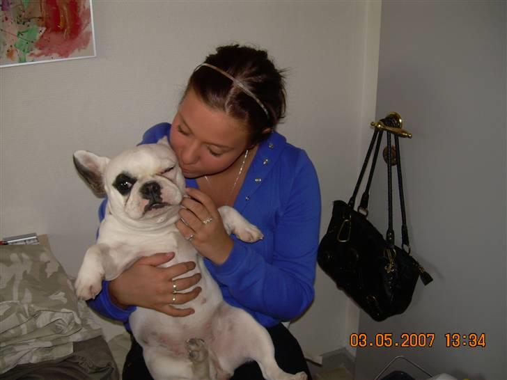 Fransk bulldog Fie billede 3