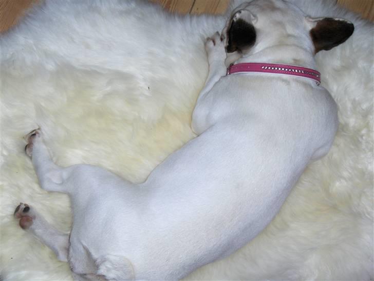 Fransk bulldog Fie billede 4