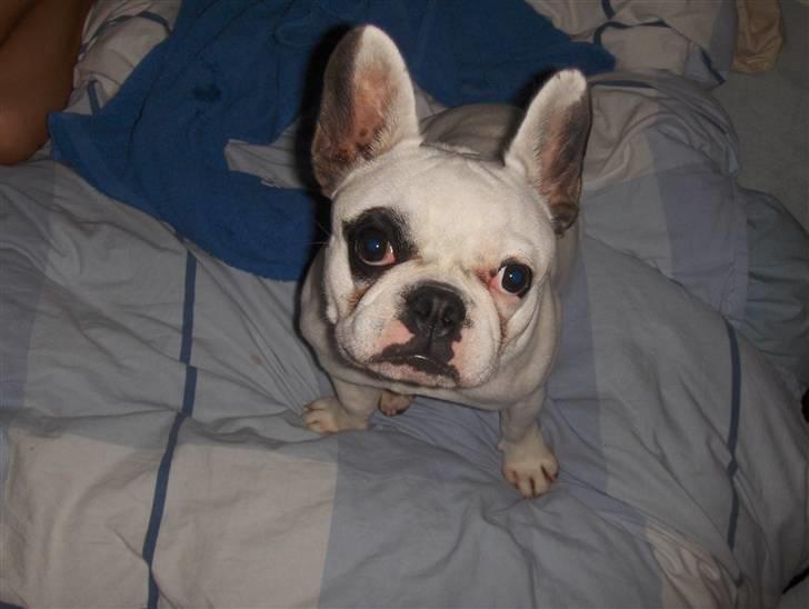 Fransk bulldog Fie billede 5