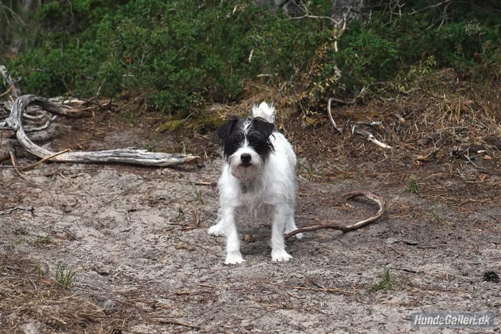 Jack russell terrier **Totte** - Hey!! En paparazzi!!!! billede 16