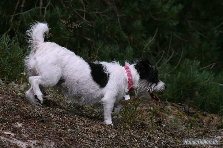 Jack russell terrier **Totte** - Ned af bakken... lisså stille... billede 17