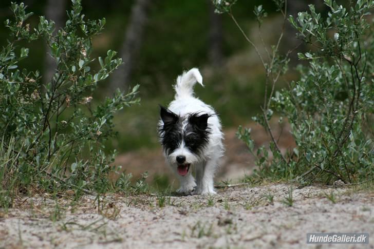 Jack russell terrier **Totte** - Fuld kraft frem!! billede 18