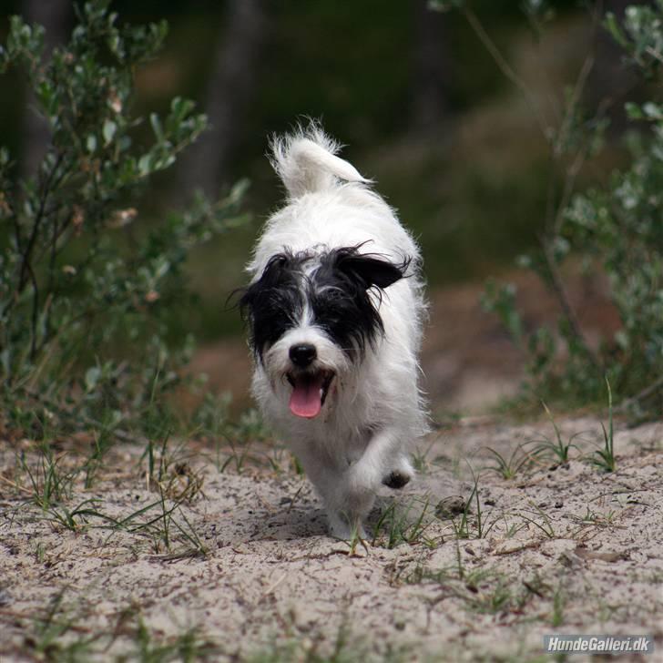 Jack russell terrier **Totte** - Er der noget at sige til, at min mor ææææælsker mig??? billede 19