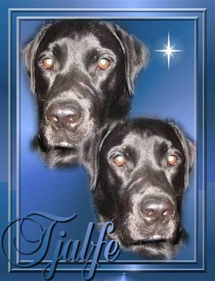 Labrador retriever Tjalfe billede 20