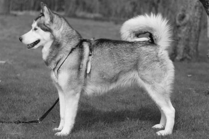 Alaskan malamute Yaxtah #R.I.P# - Yaxtah en smuk tæve billede 1
