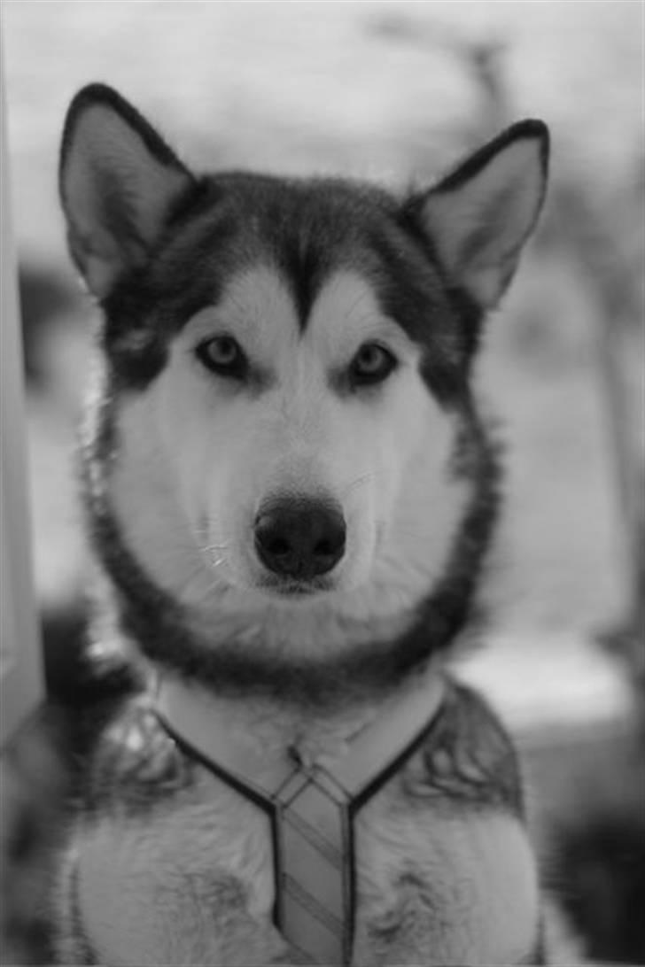 Alaskan malamute Yaxtah #R.I.P# - Ulve pigen Yaxtah billede 2