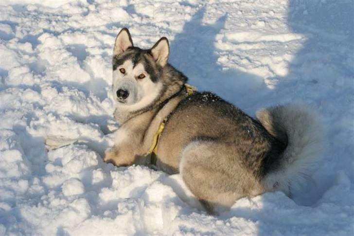 Alaskan malamute Yaxtah #R.I.P# - sne tøssen Yaxtah billede 3
