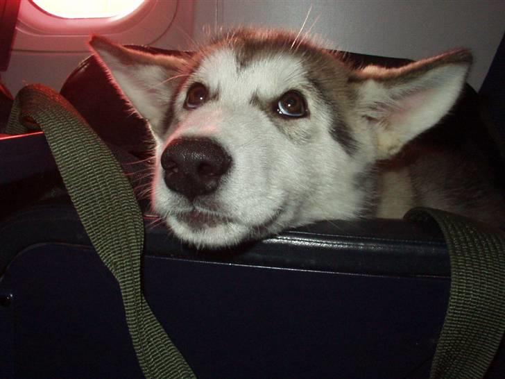Alaskan malamute Yaxtah #R.I.P# - Yaxtah i flyet fra Finland til Danmark billede 4