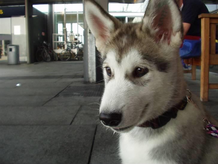 Alaskan malamute Yaxtah #R.I.P# - Netop ankommet til danmark billede 5