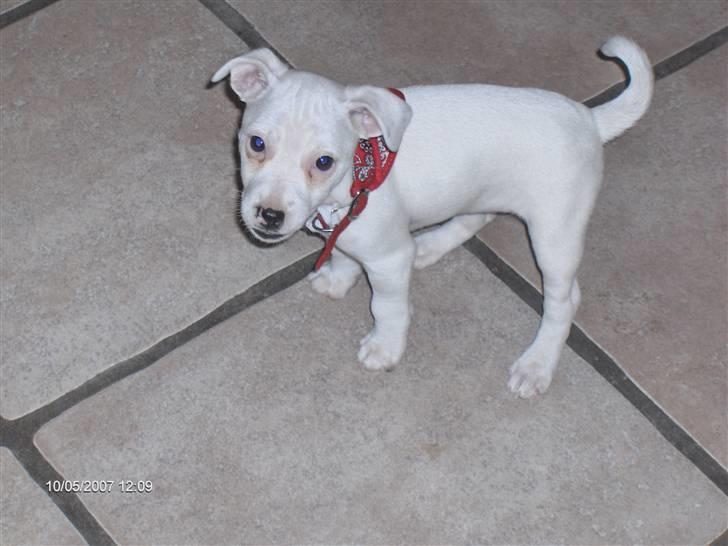 Jack russell terrier Fenja - Lille Fenja mus billede 1