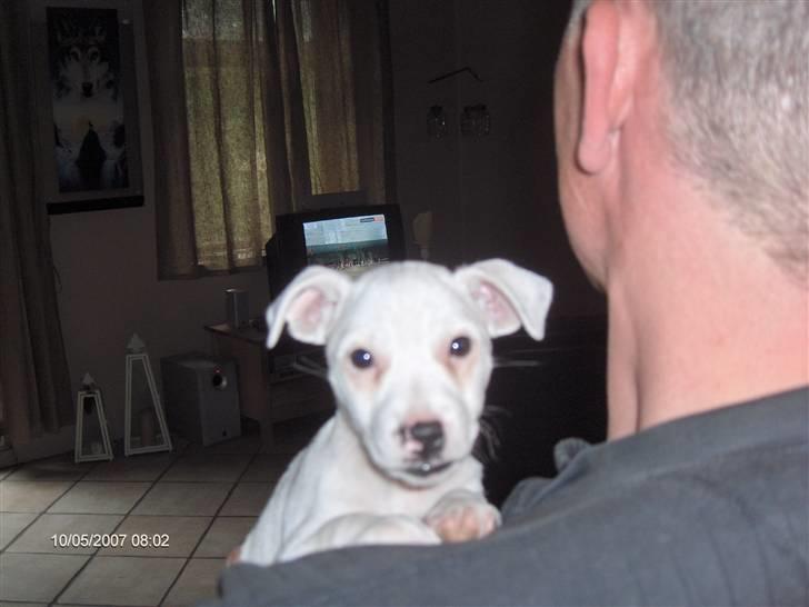 Jack russell terrier Fenja - her er trygt billede 2
