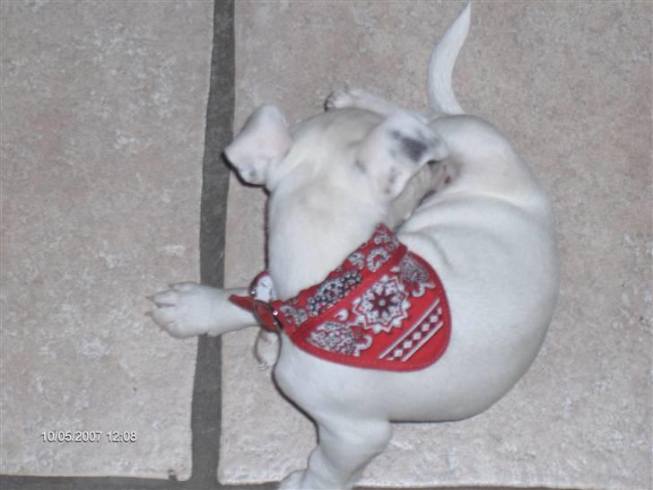 Jack russell terrier Fenja - se min charme klud billede 3